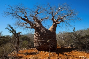 Baobab - flora Madagaskaru