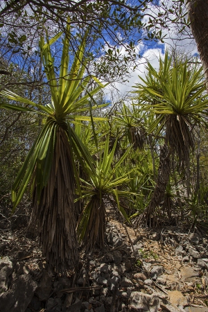 Pandanus