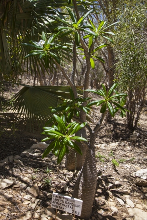 Pachypodium lamerei