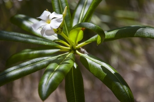 Pachypodium lamerei