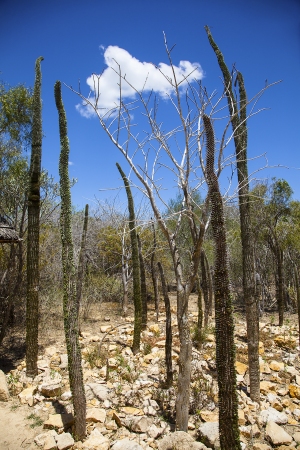 Didiereaceae