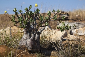 Pachypodium rosulatum gracilis