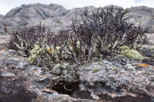 Xerophyta dasylirioides