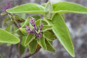 Tetradenia