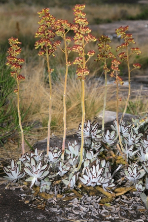 Kalanchoe