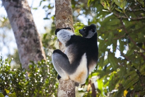 Indri