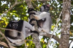 Indri