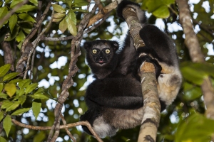 Indri