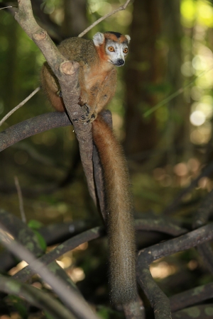 Lemur korunkatý