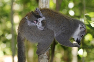 Lemur korunkatý