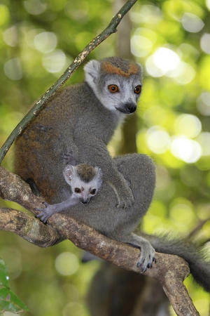 Lemur korunkatý