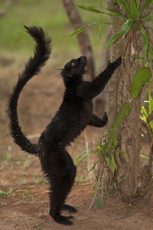 Lemur tmavý