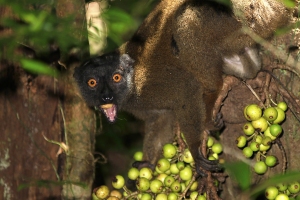 Lemur běločelý