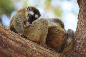 Lemur červenavý