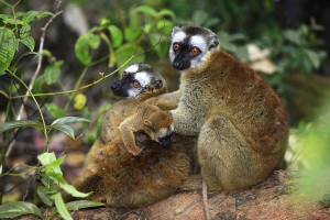 Lemur červenavý