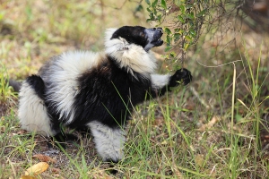 Lemur vari černobílý