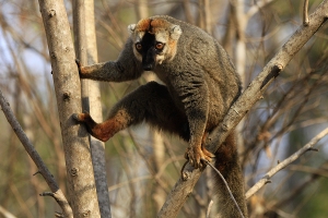 Lemur rudočelý