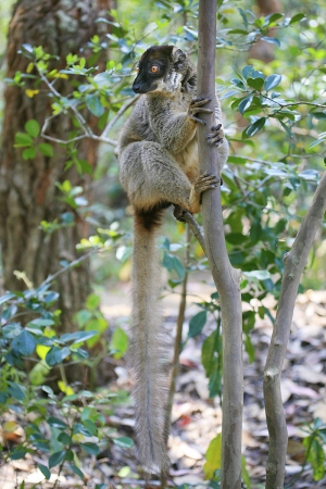 Lemur bělohlavý