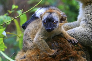 Lemur červenavý