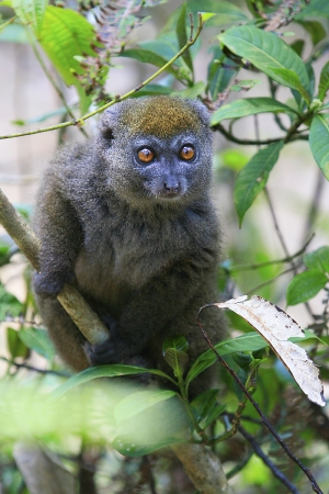 Lemur šedý