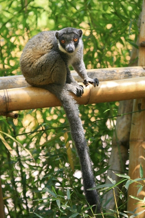 Lemur mongoz