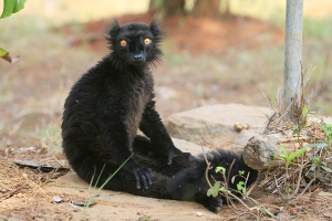 Lemur tmavý
