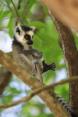 Lemur kata