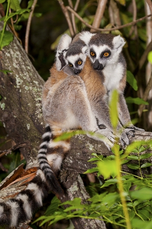 Lemur kata
