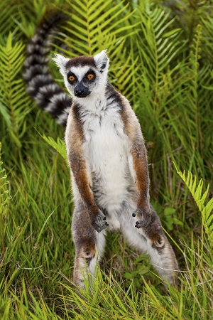 Lemur kata