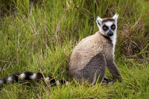 Lemur kata