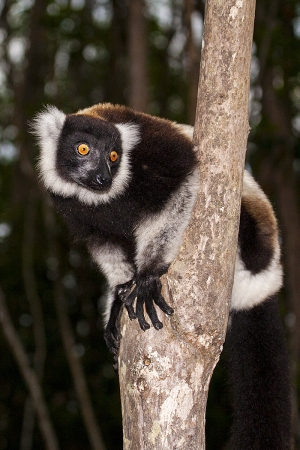 Lemur vari černobílý