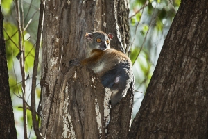 Lepilemur