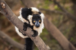 Lemur vari černobílý