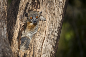 Lemur drobný