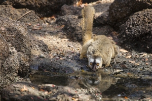 Lemur červenavý