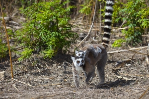 Lemur kata