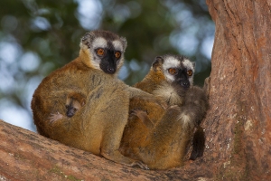 Lemur červenavý