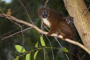 Lemur červenobřichý