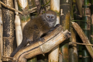 Lemur šedý