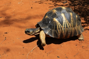 Zvířata Madagaskaru