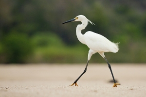 Ptáci Madagaskaru