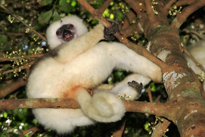 Sifaka bílý