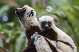 Sifaka Coquerelův