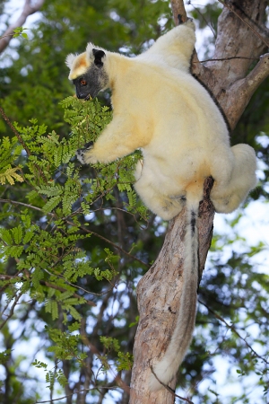 Sifaka Tattersalův