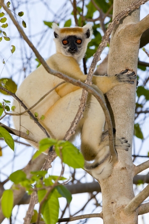 Sifaka Tattersalův