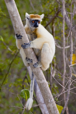 Sifaka Tattersalův