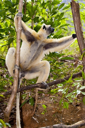 Sifaka Tattersalův