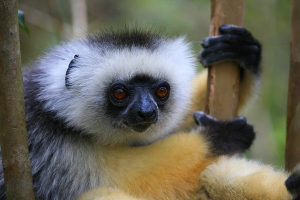 Sifaka velký