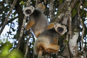 Sifaka velký
