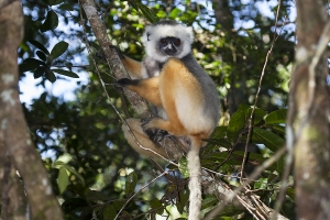 Sifaka velký